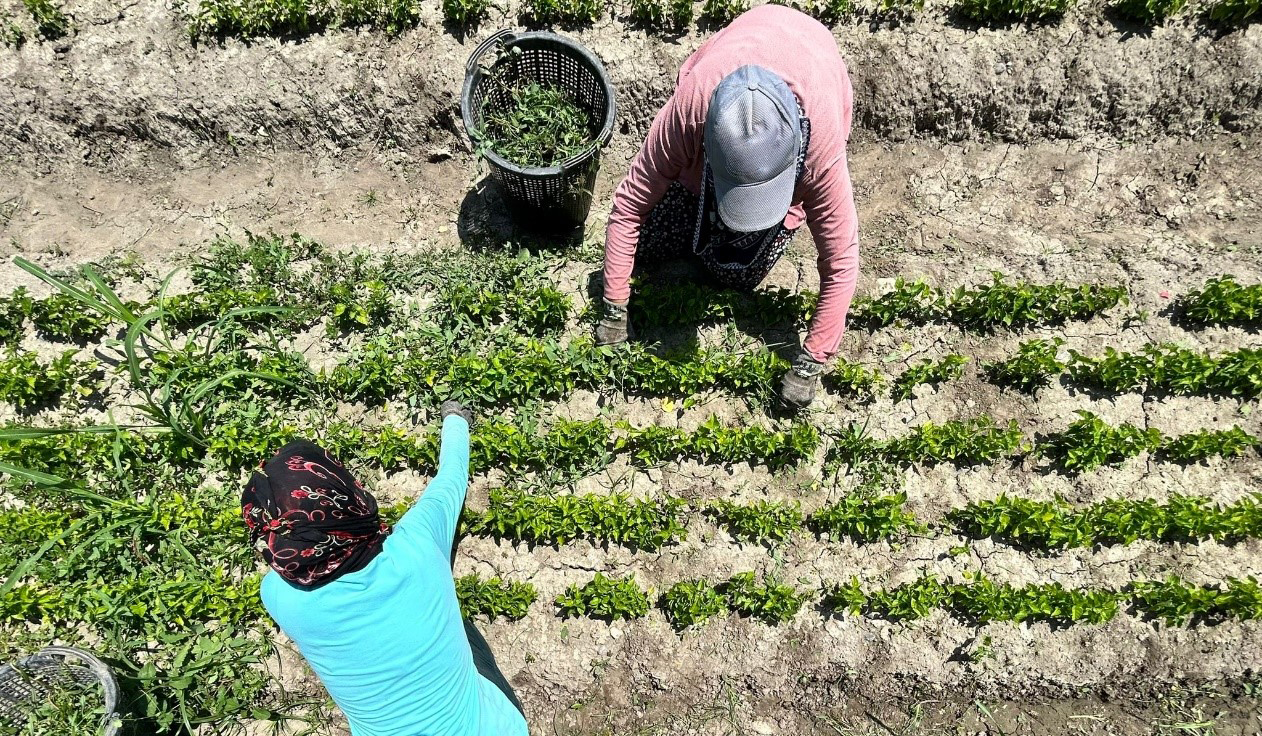 Haber Muradiye Orman Fidanlık Şefliğinde 2023 Yılı Üretim Programı ...